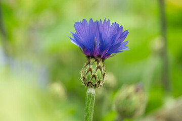 矢車草/矢車菊/ヤグルマギク/cornflower/青い花のアップ
