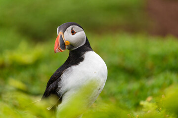 Wild Sea Birds Atlantic Puffins at the coast of Skomer Island, Pembrokeshire, Wales, UK