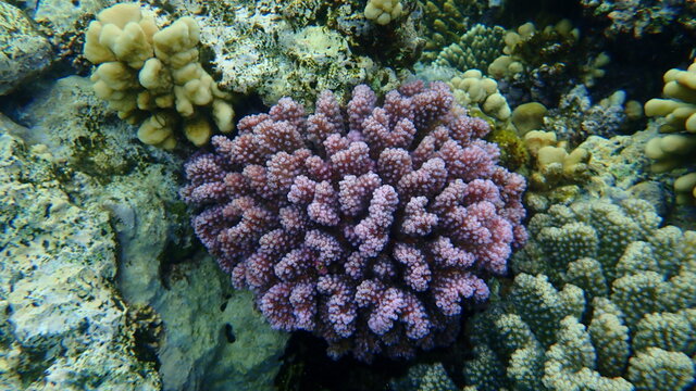 Stony coral rasp coral, or cauliflower coral, knob-horned coral (Pocillopora verrucosa) undersea, Red Sea, Egypt, Sharm El Sheikh, Nabq Bay
