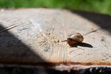 small snail crawls on a tree. The concept of exploring the world and studying wildlife
