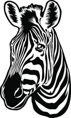Zebra vector. Wild animals of the prairie, ebra head on a white background. Drawing for t-shirt © Екатерина 