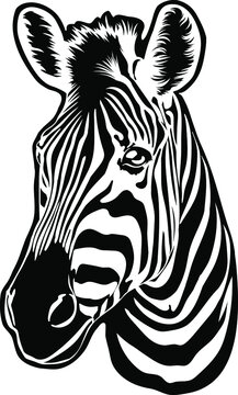 Zebra vector. Wild animals of the prairie, ebra head on a white background. Drawing for t-shirt