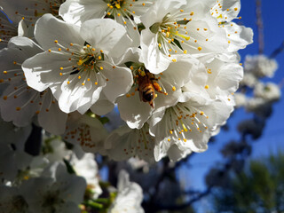 Peque&ntilde;a Abeja en las Flores