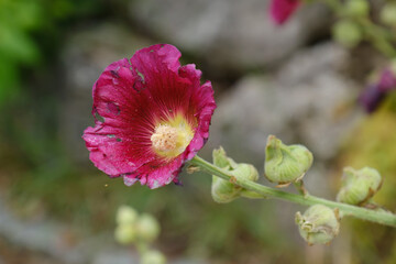 Fototapeta na wymiar Lila-rote Bauernrose / Gewöhnliche Stockrose (Lat.: Alcea rosea) vor einer Steinmauer in einem Garten