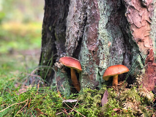 Two brown mushrooms in moss close-up in the autumn forest by the pine