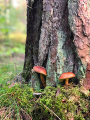 Brown mushrooms in moss close-up in the autumn forest by the pine