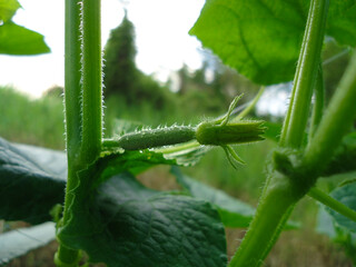 Long cucumber flowers growing on trees in the vegetable field closeup.