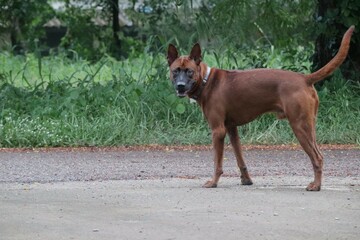 1 brown Thai dog, cute, smiling open mouth, strong dog, outside the street selectable focus