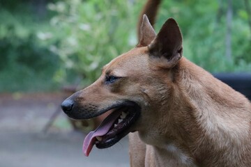 1 brown Thai dog, cute, smiling open mouth, strong dog, outside the street selectable focus
