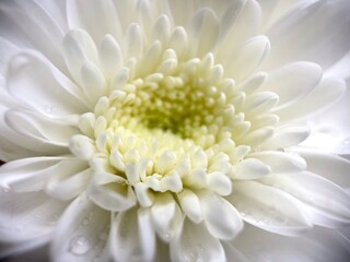 Close up white chrysanthemum pollen white flowers isolated background