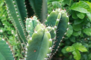 close up of cactus