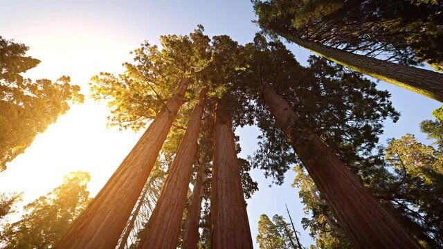 Incredible Giant Sequoia trees, some of the oldest and largest trees on earth. Kings Canyon National Park