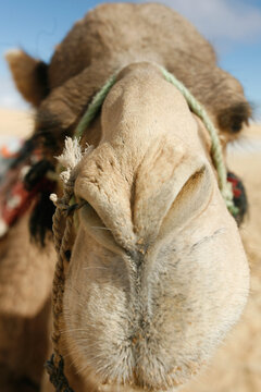Camel in the tunisian desert.