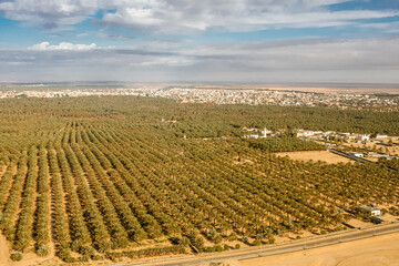 Fototapeta na wymiar Aerial view of a palm trees oasis in Tunisia, Africa.