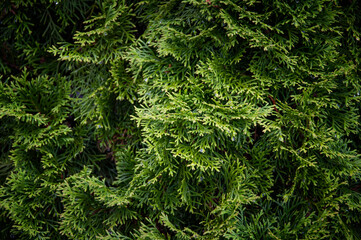Thuja trees or Arborvitae. Close up view.