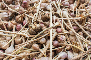 Organic garlic close up. Bulbs of fresh garlic on the ground. Autumn harvest. Garlic on market. Pungent cooking ingredient. Spicy herb. Natural food. Ripe aromatic spice. Agriculture concept. 