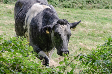 Kuh auf wiese
