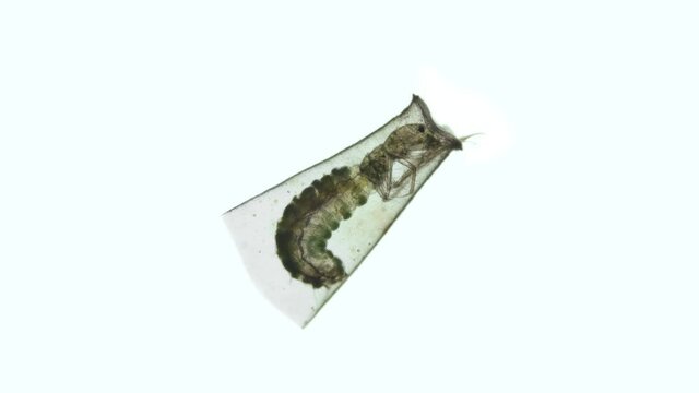 Trichoptera larva under a microscope, family Hydroptilidae. Possibly genus Oxyethira. They live at bottom of water bodies, feed on algae - algophages. Size 3 mm