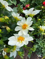 Close up of white dahlia flowers blooming in garden