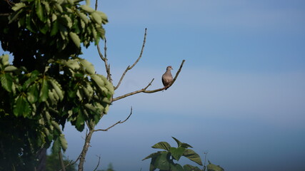 a bird sitting on a tree