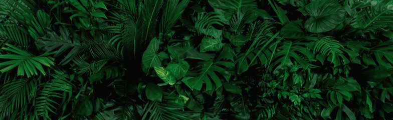 Group background of dark green tropical leaves ( monstera, palm, coconut leaf, fern, palm leaf,bananaleaf) Panorama background. concept of nature - obrazy, fototapety, plakaty