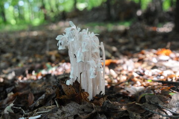 Indian Pipe, Ghost Plant, Monotropa uniflora 