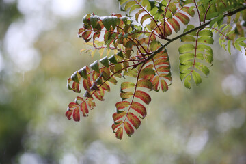 Branch with leaves in close up negative space for text