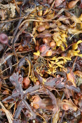 full frame of seaweed in close up to use as background