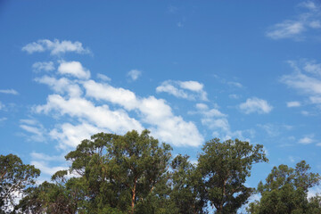Bright blue sky with white clouds seen above a group of eucalyptus trees