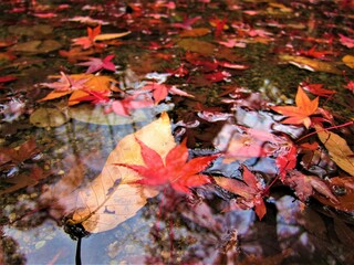 鮮やかな水面の紅葉