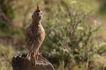 A Crested Lark (Galerida cristata) walking on ground 