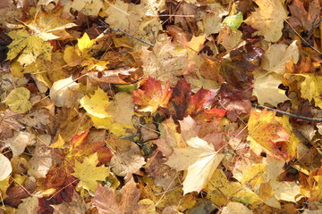 Autumn leaves in yellows and browns full frame to use as background 