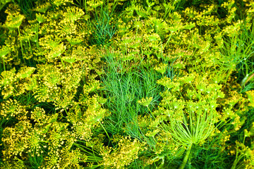 Background from a large number of dill twigs gathered in a heap.