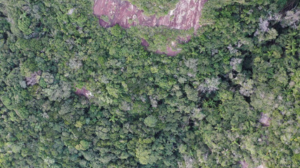 Mata Atlântica, Floresta