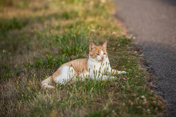 White and orange cat resting in grass.
