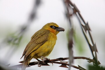 bird on barbed wire