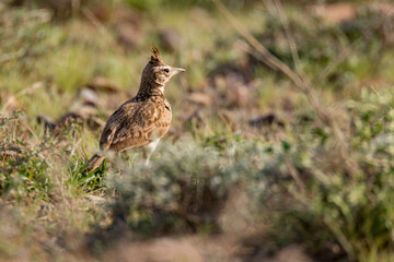 A Crested Lark (Galerida cristata) walking on ground 