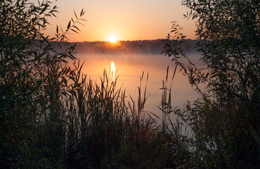 Meeting the sun on the lake shore in the reeds