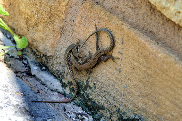 Close up of two male wall lizards (Podarcis muralis) in the middle of a fight
