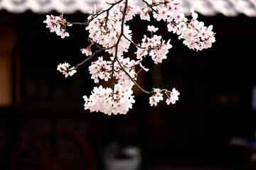 黒い背景と桜　日本