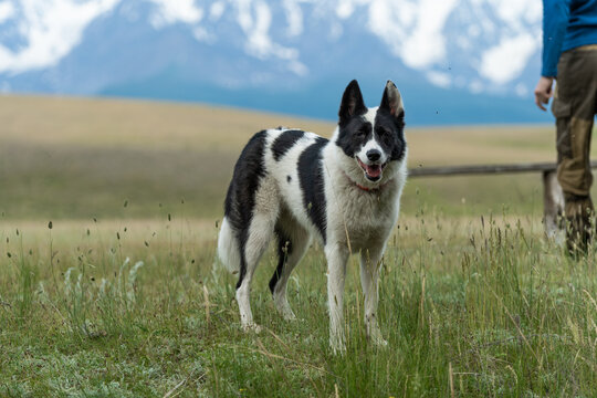 A hunting dog of black and white color stands against the background of snowy peaks. Traveling with a dog.