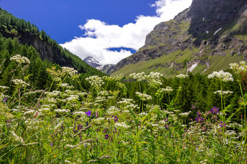 Fototapeta na wymiar Alpine Wildflowers in a field in the mountain. Landscape in the 