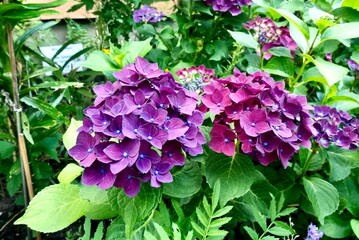 wunder schöne Hortensien
