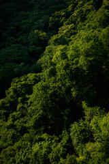 Fototapeta na wymiar 影が新緑の森に模様を描く