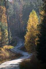 Fototapeta premium autumn forest in the fog