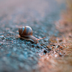 Snail