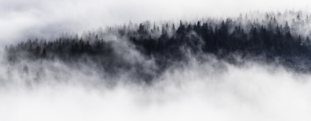 forest in clouds 