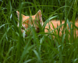 Obraz premium cat in grass