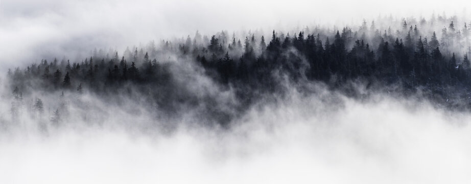 forest in clouds © Mateusz