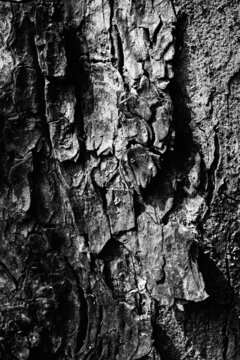 Black and white abstract tree trunk wood texture. Natural background. Vertical image.